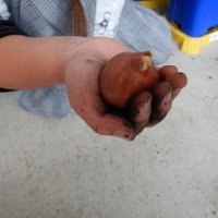 １学年　チューリップの球根植え