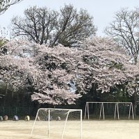 秋山小学校にも春がやってきました！桜の花が満開