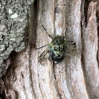 夏がやってきました！「セミの羽化」のシーン