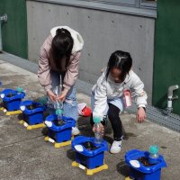 １年生　チューリップの芽が出たよ